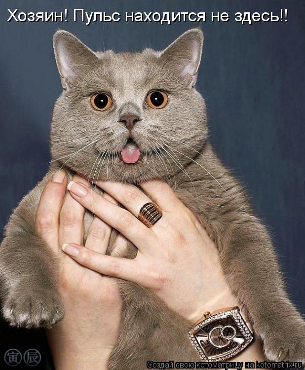 Хозяин! Пульс находится не здесь!!... Котоматрица: Хозяин! Пульс находится не здесь!!