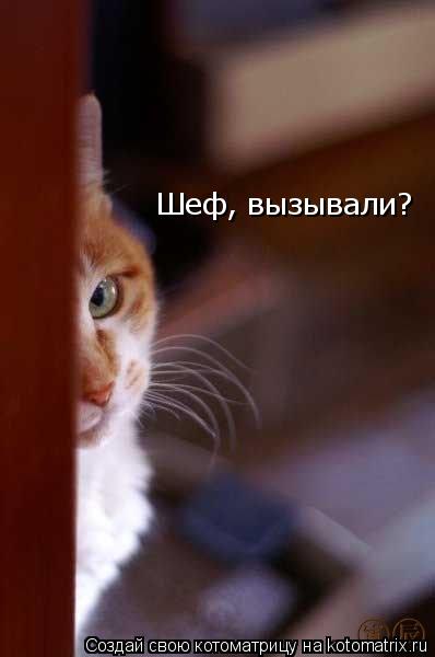 Шеф, вызывали?... Котоматрица: Шеф, вызывали?