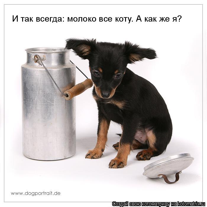 И так всегда: молоко все коту. А как же я?... Котоматрица: И так всегда: молоко все коту. А как же я?