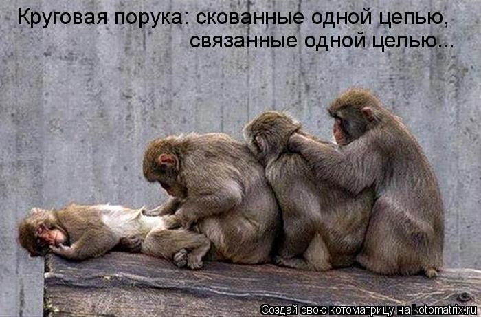 Круговая порука: скованные одной цепью, связанные одной целью...... Котоматрица: Круговая порука: скованные одной цепью, связанные одной целью...