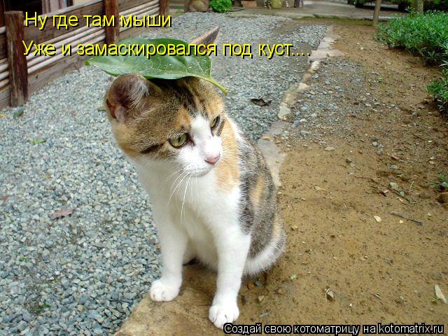 Ну где там мыши Уже и замаскировался под куст....... Котоматрица: Ну где там мыши Уже и замаскировался под куст....