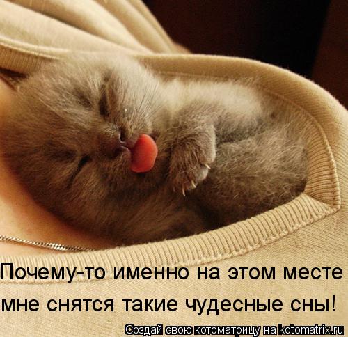 Почему-то именно на этом месте мне снятся такие чудесные сны!... Котоматрица: Почему-то именно на этом месте мне снятся такие чудесные сны!