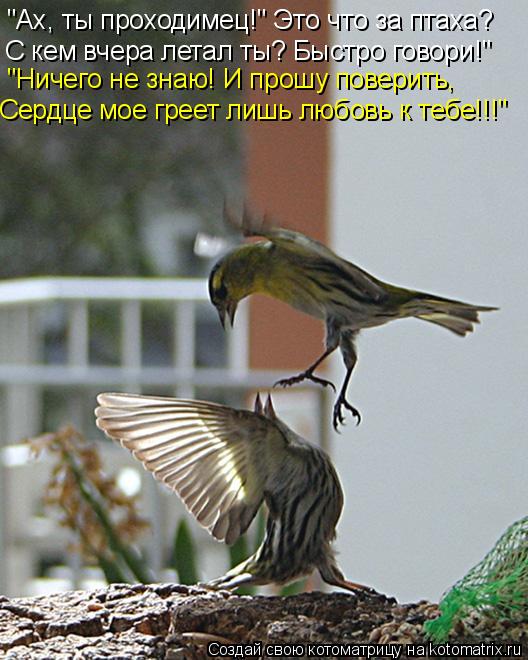 "Ах, ты проходимец!" Это что за птаха? С кем вчера летал ты? Быстро говори!" "Ничего не знаю! И прош... Котоматрица: "Ах, ты проходимец!" Это что за птаха? С кем вчера летал ты? Быстро говори!" "Ничего не знаю! И прошу поверить, Сердце мое греет лишь любовь к те
