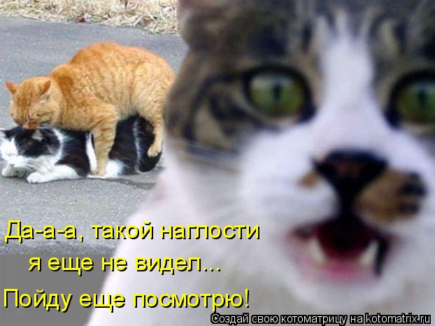 Котоматрица: Да-а-а, такой наглости я еще не видел... Пойду еще посмотрю!
