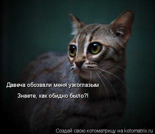 Давеча обозвали меня узкоглазым Знаете, как обидно было?!... Котоматрица: Давеча обозвали меня узкоглазым Знаете, как обидно было?!