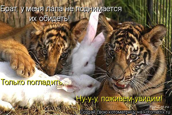 Брат, у меня лапа не поднимается их обидеть! Только погладить... Ну-у-у, поживем-увидим!... Котоматрица: Брат, у меня лапа не поднимается их обидеть! Только погладить... Ну-у-у, поживем-увидим!