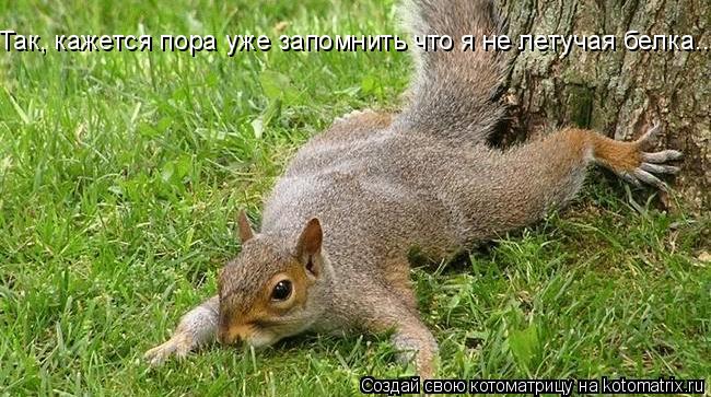Так, кажется пора уже запомнить что я не летучая белка...... Котоматрица: Так, кажется пора уже запомнить что я не летучая белка...