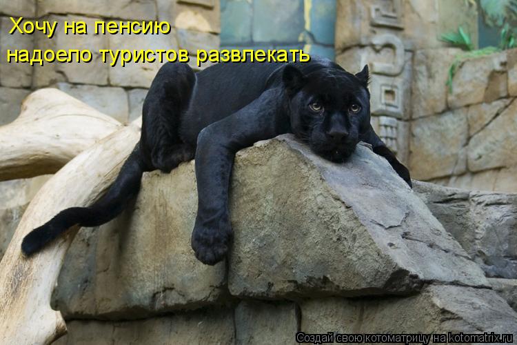 Хочу на пенсию надоело туристов развлекать... Котоматрица: Хочу на пенсию надоело туристов развлекать