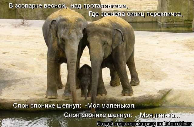 В зоопарке весной, над проталинками, Где звенела синиц перекличка, Слон слонихе шепнул: -Мо... Котоматрица: В зоопарке весной, над проталинками, Где звенела синиц перекличка, Слон слонихе шепнул: -Моя маленькая, Слон слонихе шепнул: -Моя пти