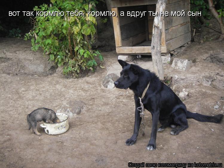 вот так кормлю тебя, кормлю, а вдруг ты не мой сын... Котоматрица: вот так кормлю тебя, кормлю, а вдруг ты не мой сын