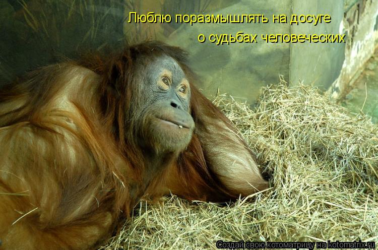 Котоматрица: Люблю поразмышлять на досуге  о судьбах человеческих