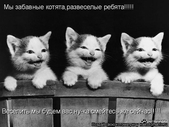 Котоматрица: Мы забавные котята,развеселые ребята!!!!! Веселить мы будем вас,ну-ка смейтесь же сейчас!!!!!