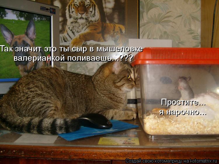 Так значит это ты сыр в мышеловке валерианкой поливаешь...??? Простите... я нарочно...... Котоматрица: Так значит это ты сыр в мышеловке валерианкой поливаешь...??? Простите... я нарочно...