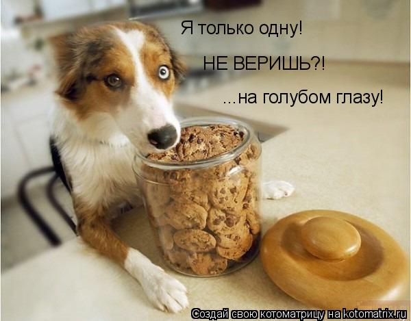 ...на голубом глазу! Я только одну! НЕ ВЕРИШЬ?!... Котоматрица: ...на голубом глазу! Я только одну! НЕ ВЕРИШЬ?!