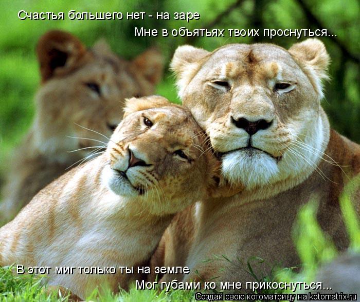 Котоматрица: Счастья большего нет - на заре       Мне в объятьях твоих проснуться... В этот миг только ты на земле     Мог губами ко мне прикоснуться...