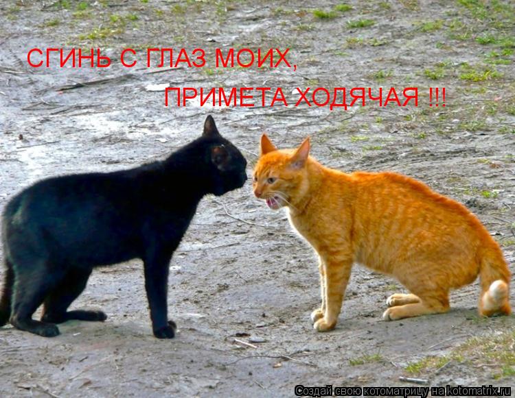 СГИНЬ С ГЛАЗ МОИХ, ПРИМЕТА ХОДЯЧАЯ !!!... Котоматрица: СГИНЬ С ГЛАЗ МОИХ, ПРИМЕТА ХОДЯЧАЯ !!!