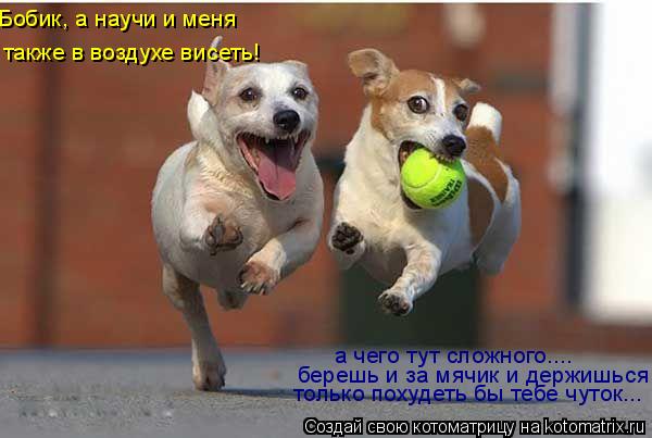 Бобик, а научи и меня также в воздухе висеть! а чего тут сложного.... берешь и за мячик и держишься ... Котоматрица: Бобик, а научи и меня также в воздухе висеть! а чего тут сложного.... берешь и за мячик и держишься только похудеть бы тебе чуток...
