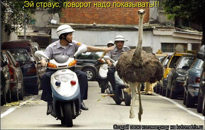 Эй страус, поворот надо показывать!!!... Котоматрица: Эй страус, поворот надо показывать!!!