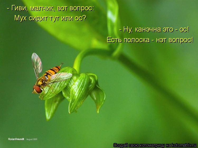 - Ну, канэчна это - ос! Есть полоска - нэт вопрос! Мух сидит тут или ос? - Гиви, малчик, вот вопро... Котоматрица: - Ну, канэчна это - ос! Есть полоска - нэт вопрос! Мух сидит тут или ос? - Гиви, малчик, вот вопрос: