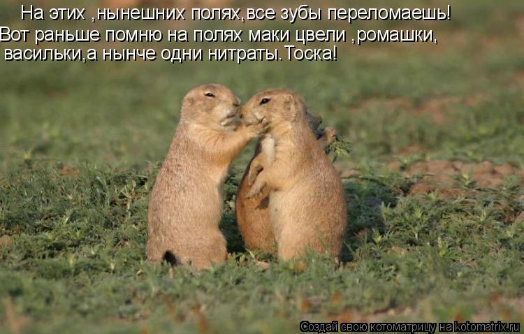 На этих ,нынешних полях,все зубы переломаешь! Вот раньше помню на полях маки цвели ,ромашки, васильки... Котоматрица: На этих ,нынешних полях,все зубы переломаешь! Вот раньше помню на полях маки цвели ,ромашки, васильки,а нынче одни нитраты.Тоска!
