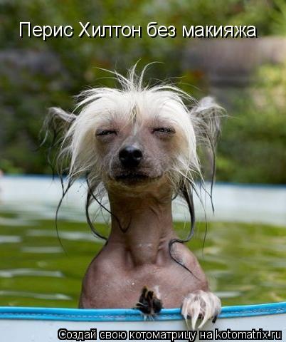 Перис Хилтон без макияжа... Котоматрица: Перис Хилтон без макияжа