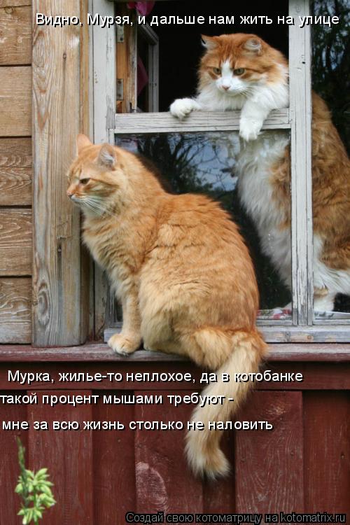 Видно, Мурзя, и дальше нам жить на улице Мурка, жилье-то неплохое, да в котобанке мне за всю жизнь с... Котоматрица: Видно, Мурзя, и дальше нам жить на улице Мурка, жилье-то неплохое, да в котобанке мне за всю жизнь столько не наловить такой процент мышами т