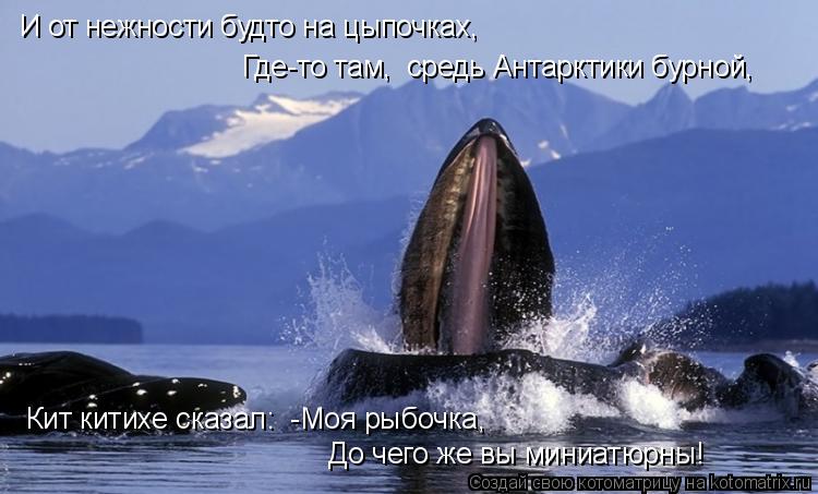 И от нежности будто на цыпочках, Где-то там, средь Антарктики бурной, Кит китихе сказал: -Моя р... Котоматрица: И от нежности будто на цыпочках, Где-то там, средь Антарктики бурной, Кит китихе сказал: -Моя рыбочка, До чего же вы миниатюрны!