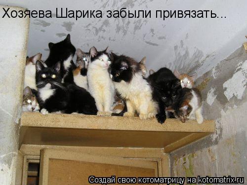 Хозяева Шарика забыли привязать...... Котоматрица: Хозяева Шарика забыли привязать...