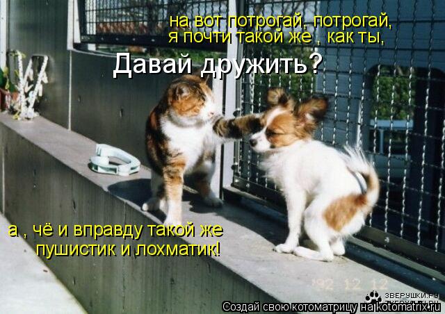 на вот потрогай, потрогай, я почти такой же , как ты, а , чё и вправду такой же пушистик и лохматик... Котоматрица: на вот потрогай, потрогай, я почти такой же , как ты, а , чё и вправду такой же пушистик и лохматик! Давай дружить?