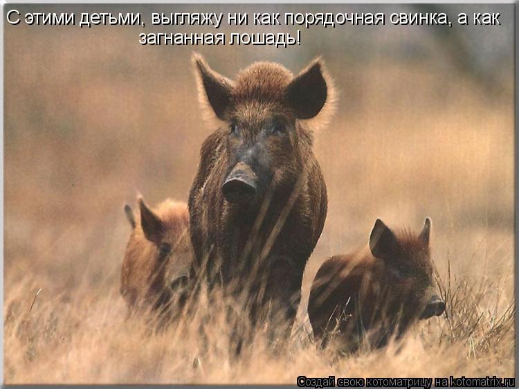 С этими детьми, выгляжу ни как порядочная свинка, а как загнанная лошадь!... Котоматрица: С этими детьми, выгляжу ни как порядочная свинка, а как загнанная лошадь!