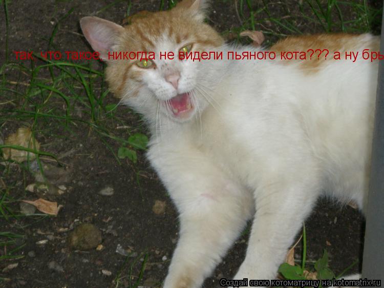 так, что такое, никогда не видели пьяного кота??? а ну брысь отсюда, я сказал!!!... Котоматрица: так, что такое, никогда не видели пьяного кота??? а ну брысь отсюда, я сказал!!!