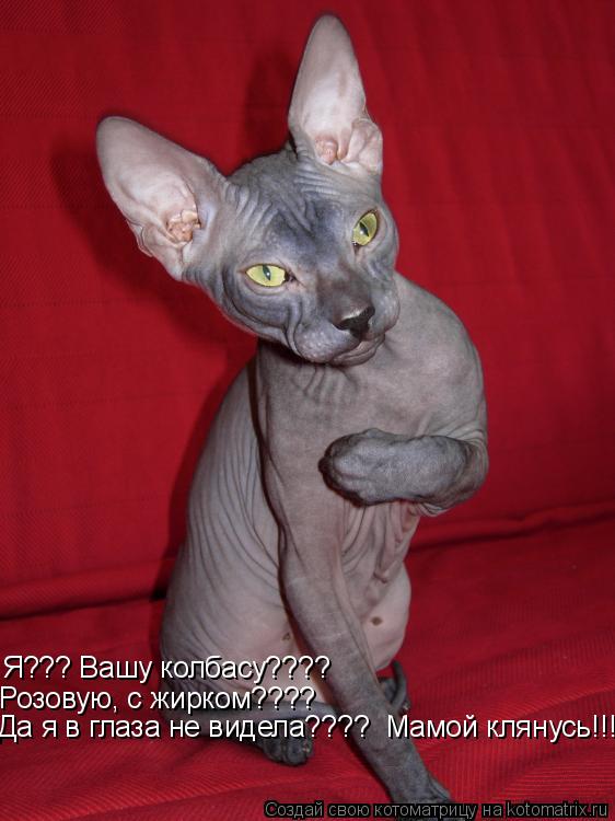 Котоматрица: Я??? Вашу колбасу???? Розовую, с жирком???? Да я в глаза не видела????  Мамой клянусь!!!!
