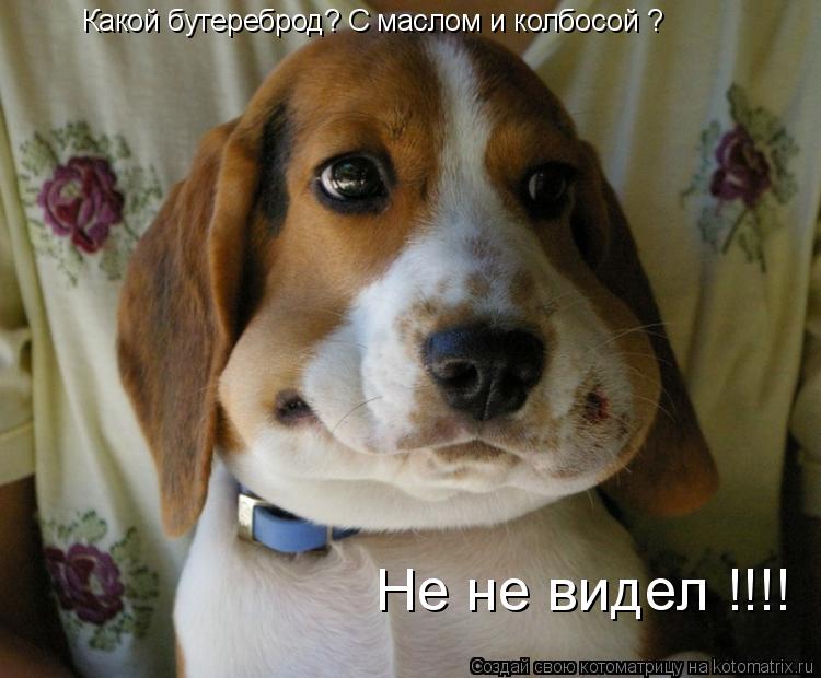 Какой бутереброд? С маслом и колбосой ? Не не видел !!!!... Котоматрица: Какой бутереброд? С маслом и колбосой ? Не не видел !!!!