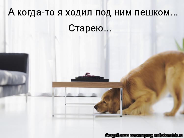 А когда-то я ходил под ним пешком... Старею...... Котоматрица: А когда-то я ходил под ним пешком... Старею...