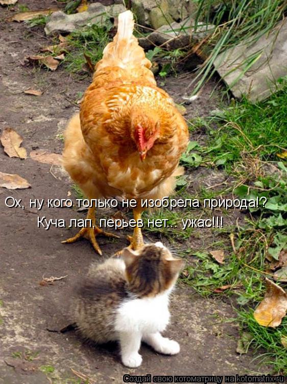 Ох, ну кого только не изобрела природа!? Куча лап, перьев нет... ужас!!!... Котоматрица: Ох, ну кого только не изобрела природа!? Куча лап, перьев нет... ужас!!!