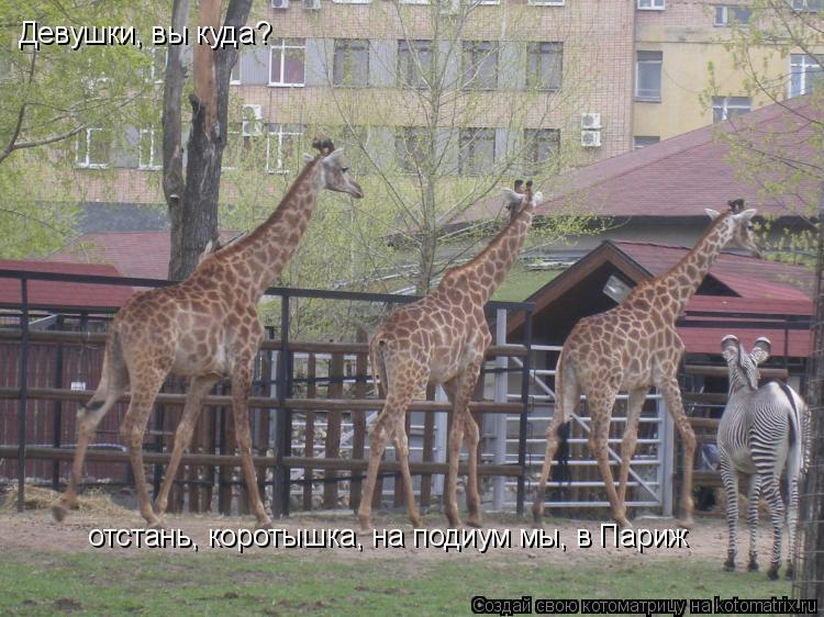 Девушки, вы куда? отстань, коротышка, на подиум мы, в Париж... Котоматрица: Девушки, вы куда? отстань, коротышка, на подиум мы, в Париж