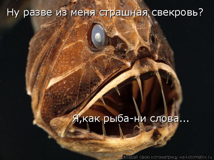 Ну разве из меня страшная свекровь? Я,как рыба-ни слова...... Котоматрица: Ну разве из меня страшная свекровь? Я,как рыба-ни слова...