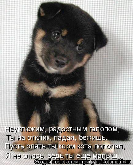 Неуклюжим, радостным галопом, Ты на отклик, падая, бежишь. Пусть опять ты корм кота полопал, Я не злю... Котоматрица: Неуклюжим, радостным галопом, Ты на отклик, падая, бежишь. Пусть опять ты корм кота полопал, Я не злюсь, ведь ты еще малыш...
