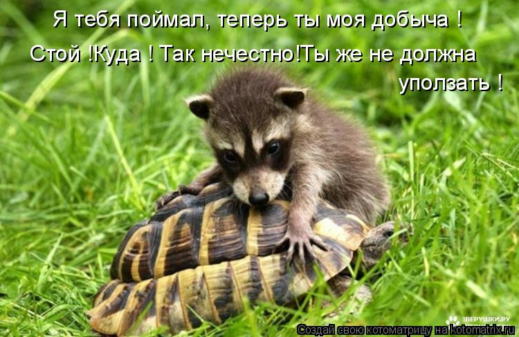 Стой !Куда ! Так нечестно!Ты же не должна уползать ! Я тебя поймал, теперь ты моя добыча !... Котоматрица: Стой !Куда ! Так нечестно!Ты же не должна уползать ! Я тебя поймал, теперь ты моя добыча !