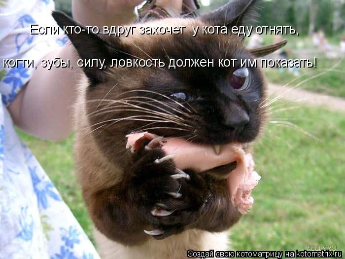 Если кто-то вдруг захочет у кота еду отнять, когти, зубы, силу, ловкость должен кот им показать!... Котоматрица: Если кто-то вдруг захочет у кота еду отнять, когти, зубы, силу, ловкость должен кот им показать!