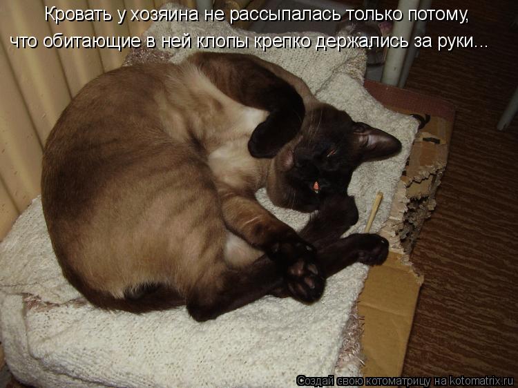 что обитающие в ней клопы крепко держались за руки... Кровать у хозяина не рассыпалась только потому... Котоматрица: что обитающие в ней клопы крепко держались за руки... Кровать у хозяина не рассыпалась только потому,