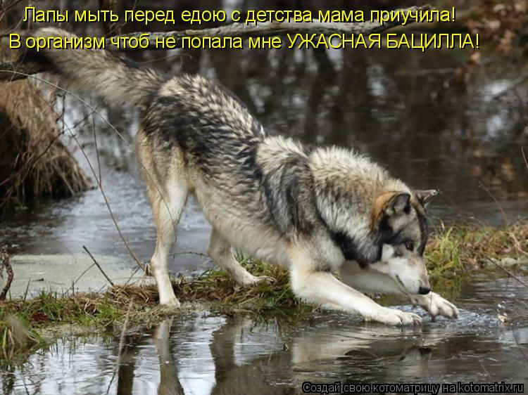 Лапы мыть перед едою с детства мама приучила! В организм чтоб не попала мне УЖАСНАЯ БАЦИЛЛА!... Котоматрица: Лапы мыть перед едою с детства мама приучила! В организм чтоб не попала мне УЖАСНАЯ БАЦИЛЛА!