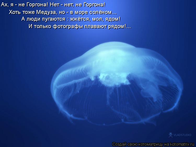 Ах, я - не Горгона! Нет - нет, не Горгона! Хоть тоже Медуза, но - в море солёном... А люди пугаются :... Котоматрица: Ах, я - не Горгона! Нет - нет, не Горгона! Хоть тоже Медуза, но - в море солёном... А люди пугаются : жжётся, мол, ядом! И только фотографы плавают р