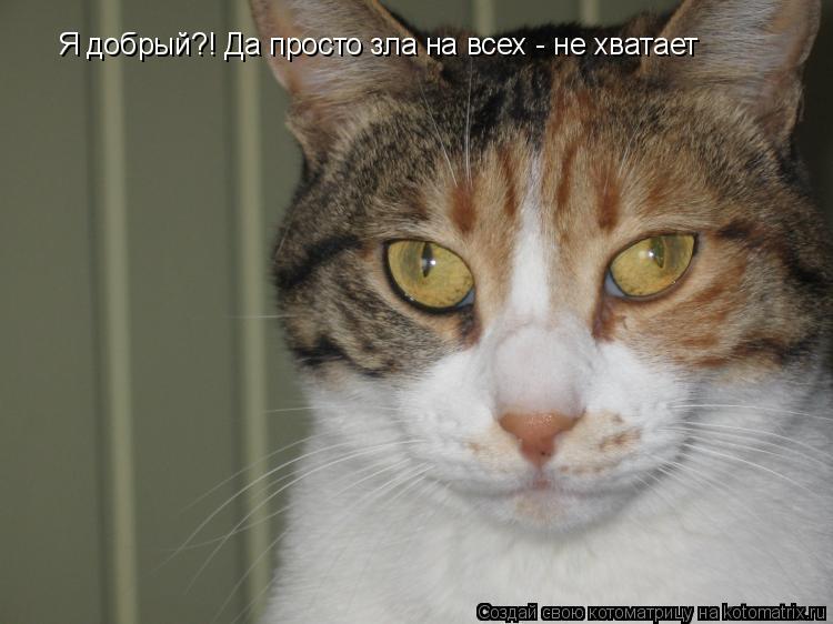 Я добрый?! Да просто зла на всех - не хватает... Котоматрица: Я добрый?! Да просто зла на всех - не хватает