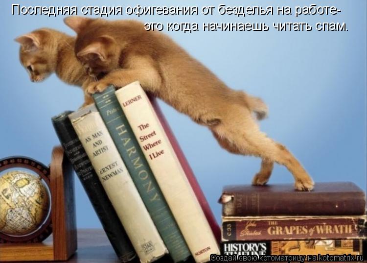 Последняя стадия офигевания от безделья на работе- это когда начинаешь читать спам…... Котоматрица: Последняя стадия офигевания от безделья на работе- это когда начинаешь читать спам…