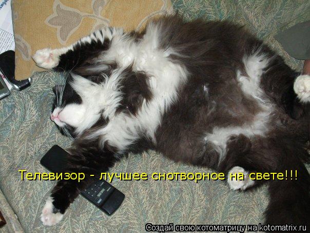 Телевизор - лучшее снотворное на свете!!!... Котоматрица: Телевизор - лучшее снотворное на свете!!!