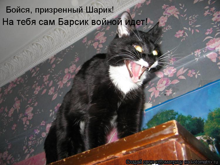 Бойся, призренный Шарик! На тебя сам Барсик войной идет!... Котоматрица: Бойся, призренный Шарик! На тебя сам Барсик войной идет!