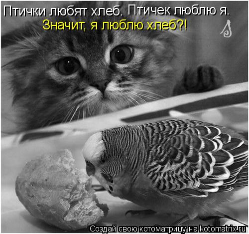 Птички любят хлеб. Птичек люблю я. Значит, я люблю хлеб?!... Котоматрица: Птички любят хлеб. Птичек люблю я. Значит, я люблю хлеб?!