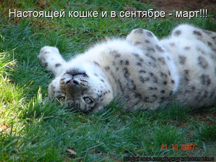 Настоящей кошке и в сентябре - март!!!... Котоматрица: Настоящей кошке и в сентябре - март!!!