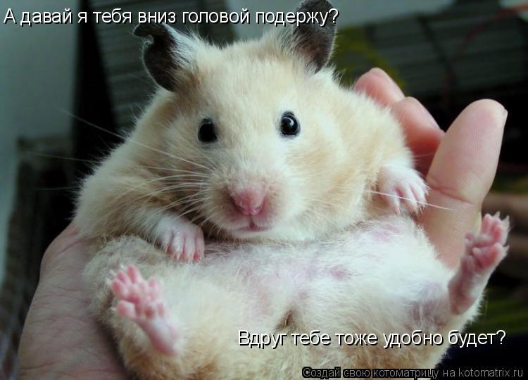 А давай я тебя вниз головой подержу? Вдруг тебе тоже удобно будет?... Котоматрица: А давай я тебя вниз головой подержу? Вдруг тебе тоже удобно будет?